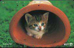 20077 YAVRU KEDİ JAPONYA TELEFON KART