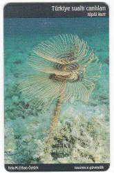 C.51 TÜRKİYE SUALTI CANLILARI TÜPLÜ KURT ÇİP5  50 KONTÖR