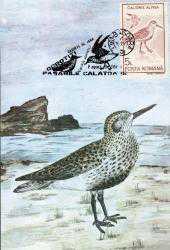 Efemera - MC.1915 ÇULLUK CALİDRİS ALPİNA MAKSİMUM KART ROMANYA - kitantik - kitaLog