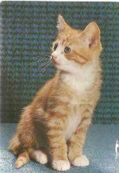 KEDİ FOTO KART YAZILI