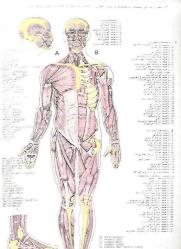 ATLAS OF HUMAN ANATOMY (FARSÇA-İNGİLİZCE 22 LEVHA+ POSTER (REPIRATION  AND CIRCULATORY SYSTEM))