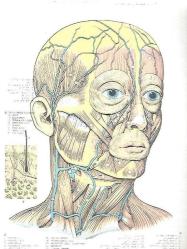 ATLAS OF HUMAN ANATOMY (FARSÇA-İNGİLİZCE 22 LEVHA+ POSTER (REPIRATION  AND CIRCULATORY SYSTEM))