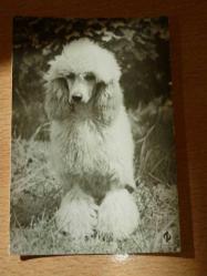 Efemera - KÖPEK FİFİ TEMALI ESKİ SB FOTOĞRAF.... - kitantik - kitaLog