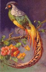 UZUN KUYRUKLU ŞAHANE KUŞ KARTPOSTALI...