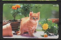 20633  YAVRU KEDİ TEMALI JAPONYA TELEFON KARTI
