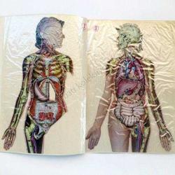 Anatomie Humaine Tıp Eczacılık Efemeraları - Efemera
