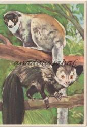 Efemera - Halbaffen aud Madagaskar / Sanella Bilder Sammelwerk Afrika Bild 45 - kitantik - kitaLog