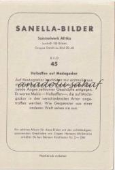 Halbaffen aud Madagaskar / Sanella Bilder Sammelwerk Afrika Bild 45