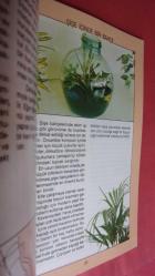 SALON  BİTKİLERİ..