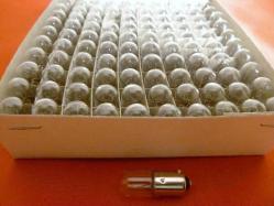 42V 3W 10x28 Ba9s ampul. 50 ad fiyatıdır.