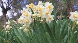 Antika - 20 adet mis kokulu nergis çiçeği soğanı dışı beyaz içi sarı renkli aynen görseldeki gibi nergiz - kitantik - kitaLog