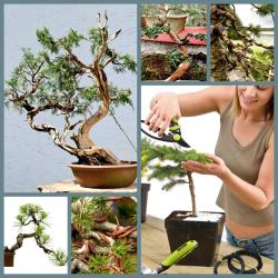 OMENİV'DEN 1.00 MİLİMETRE ÇAPLI 5 METRE BONSAİ BONZAİ GÖVDE DAL ŞEKİLLENDİRME TELİ