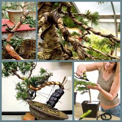 OMENİV'DEN 1.00 MİLİMETRE ÇAPLI 5 METRE BONSAİ BONZAİ GÖVDE DAL ŞEKİLLENDİRME TELİ