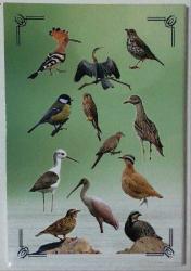 2020 1 Kuruş 12 Farklı Kuşlar Serisi Takım Alüminyum , Darphane Özel Albümünde