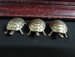 KAPLUMBAĞA KÜLLÜKLER