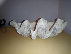PASİFİK OKYANUSU BÜYÜK BOY FOSİL DENİZ TARAĞI  TRIDACNA GIGAS
