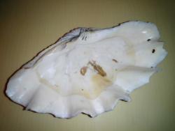 PASİFİK OKYANUSU BÜYÜK BOY FOSİL DENİZ TARAĞI  TRIDACNA GIGAS