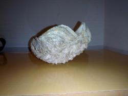 PASİFİK OKYANUSU BÜYÜK BOY FOSİL DENİZ TARAĞI  TRIDACNA GIGAS