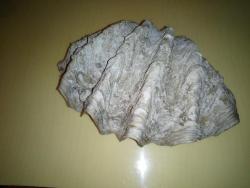 PASİFİK OKYANUSU BÜYÜK BOY FOSİL DENİZ TARAĞI  TRIDACNA GIGAS
