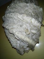PASİFİK OKYANUSU BÜYÜK BOY FOSİL DENİZ TARAĞI  TRIDACNA GIGAS