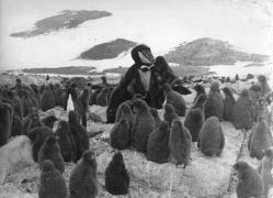 MR. FURBUSH AND THE PINGUINS