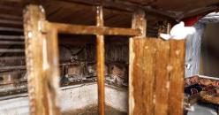 ''TERASTA GÜVERCİNLER''