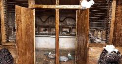 ''TERASTA GÜVERCİNLER''