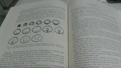 A REVISION OF THE BRACHIOPOD SUBFAMILY KINGENINAE ELLIOTT