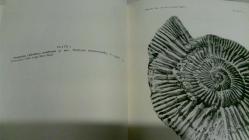 THE PALAEONTOLOGY AND STRATIGRAPHY OF THE LOWER PART OF THE UPPER KIMMERIDGE CLAY OF DORSET