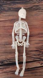 Antika - fosforlu krem iskelet modeli 20 cm - kitantik - kitaLog