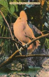 ABD AMERİKAN POSTA KARTI  1940'lar COCK OF THE ROCK.. NEWYORK ZOOLOGICAL PARK,