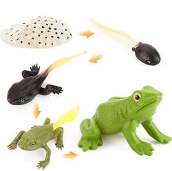 Antika - Tadpole Frog Kit Frog Life Cycle Toys Plastic Grow Frogs Fake Frog Figure Frog Toy Toddler Frogs Kids Learning Educational Aids Teaching Toys Set of 5 - kitantik - kitaLog