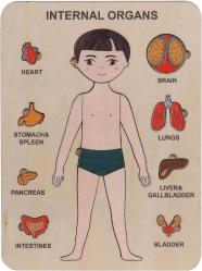 Antika - LLL LANKILIN Human Body Puzzle for Kids, Body Parts Organs Puzzle Human Anatomy Wooden Puzzle Toys Boy Girl Anatomy Play Set for Children's Physical Cognition Enlightenment Education Aged 3+ (Boy) - kitantik - kitaLog