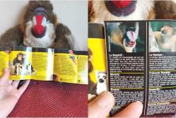 2006 YAPIMI NATİONAL GEOGRAPHİC ÇOK NADİR VİNTAGE MANDRİLL (MANDRİL) MAYMUNU PELUŞ OYUNCAK FİGÜR BEBEK 25 CM