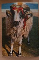 Efemera - Kartpostal kurban bayramı kurbanlık koç 11*14cm - kitantik - kitaLog