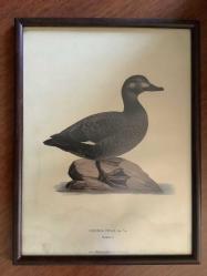 LOT.7 » AVRUPA BASKI ESKİ RESİM