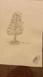 Efemera - Karakalem Resim - KEREM ULUENGİN 3 ADET KARAKALEM AĞAÇ ÇİZİMİ - kitantik - kitaLog