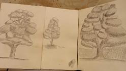 Karakalem Resim - KEREM ULUENGİN 3 ADET KARAKALEM AĞAÇ ÇİZİMİ