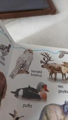 VAHŞİ DOĞADAKİ HAYVANLAR KİTABIM / CEP BOY