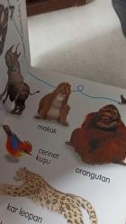 VAHŞİ DOĞADAKİ HAYVANLAR KİTABIM / CEP BOY