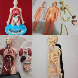 Antika - ÜCRETSİZ KARGO insan anatomisi iç organlar iskelet ve kas sistemi modeller toplu satış 2.el dekoratif aksesuar objeler - kitantik - kitaLog