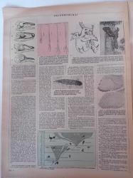 Cumhuriyet Bilim Teknik Gazetesi - 16 Aralık 1995 -Sayı 456 - Canlı Evrimin En Çarpıcı Kanıtı - İlk Kuş Archaeopteryx - Dünyada Zehirli Altına Tepki - Ginseng Kökü Rahatlatıyor - Tehlikeli Laser Oyunları