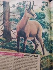 Seksek Dergisi - 26 Kasım 1973 - Antiloplar - Birleşen Kalpler - Cinayeti Gördüm - Ünlüler Albümü: Kadir İnanır - İntikam Yarışı -