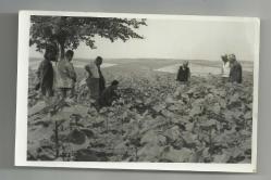 HAZİRAN 1966 MURATLI / BOL VERİMLİ TARLA FOTOĞRAFI...