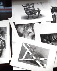 SİYAH BEYAZ KEDİ FOTOĞRAFLARI 13 AD