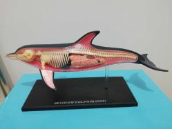 Yunus balığı maket figür biblo oyuncak Puzzle anatomi dekoratif