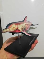 Yunus balığı maket figür biblo oyuncak Puzzle anatomi dekoratif