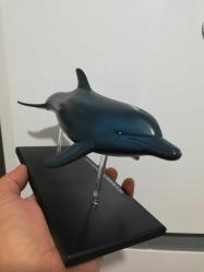 Yunus balığı maket figür biblo oyuncak Puzzle anatomi dekoratif