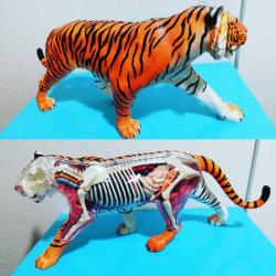 Kaplan anatomisi iskelet iç organlar maket biblo dekor oyuncak obje