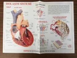 Akşam Gazatesi Renkli Posteri Dolaşım Sistemi Kanı, Kalpten Vucuda Dağıtan Sistem, Kanı, Kalbe Geri Geriren sistem 30x41 cm